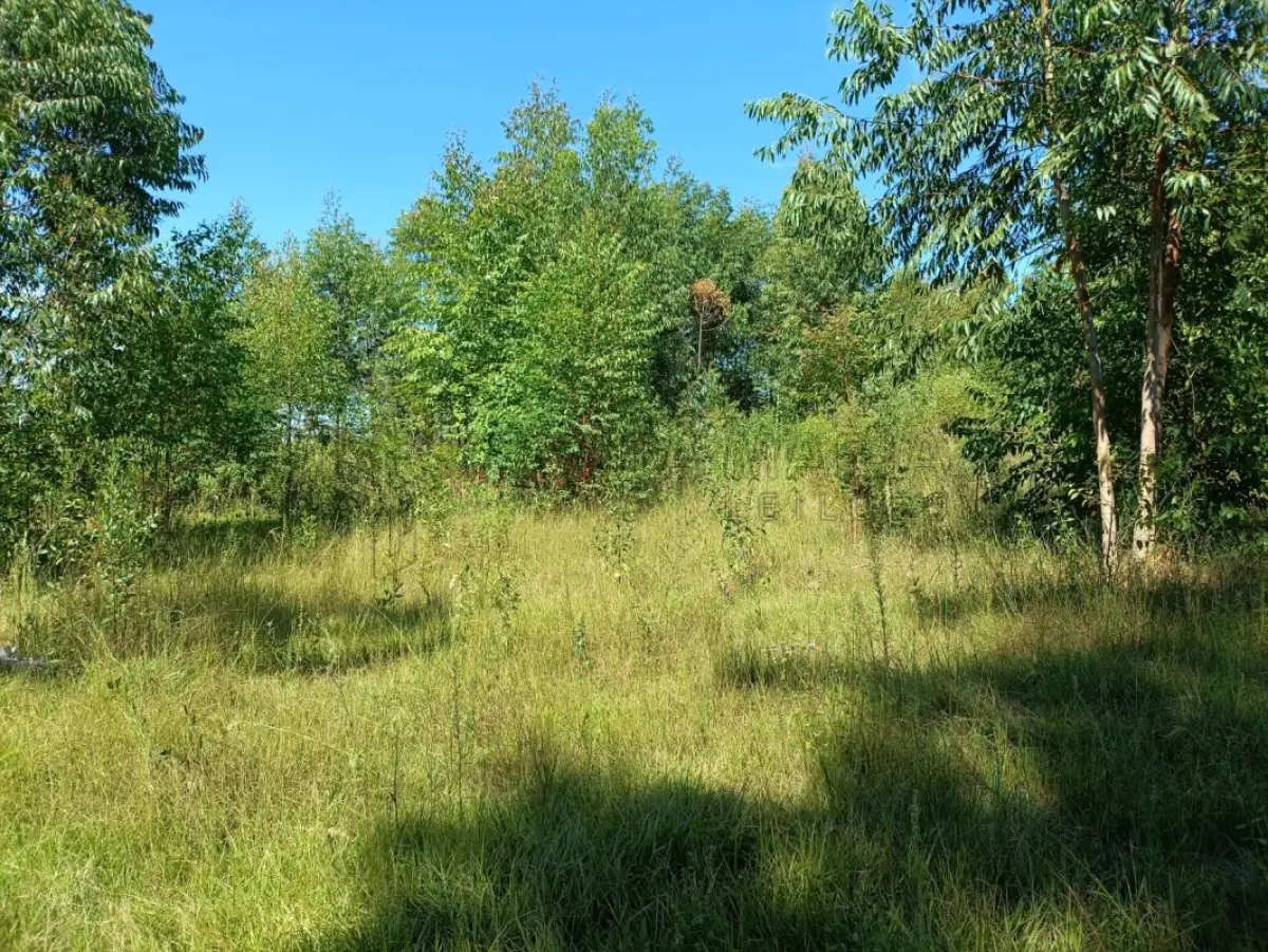 LOTE 001 - Uma fração ideal de 0,8228ha, ou seja, 8.228m² de propriedade de Renato Pivetta (R.9), no município de Formigueiro, lugar denominado Colonia da Arroeira, com a área superficial de 14ha81a04ca. Matriculada sob n°330 do CRI de São Sepé/RS. Coproprietários: Valdiocir José Pivetta, Alderi Batista Pivetta, Lourdes Leoniz Pivetta Martins.