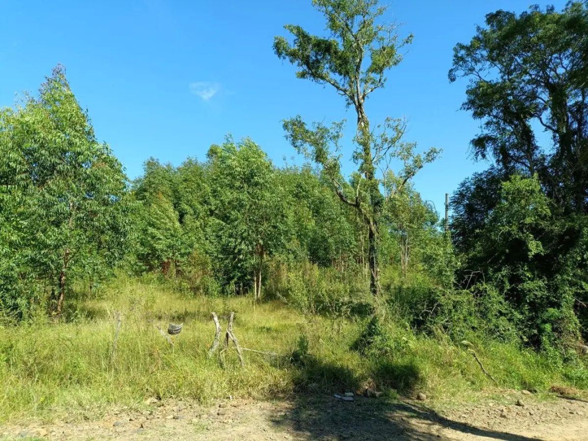 LOTE 001 - Uma fração ideal de 0,8228ha, ou seja, 8.228m² de propriedade de Renato Pivetta (R.9), no município de Formigueiro, lugar denominado Colonia da Arroeira, com a área superficial de 14ha81a04ca. Matriculada sob n°330 do CRI de São Sepé/RS. Coproprietários: Valdiocir José Pivetta, Alderi Batista Pivetta, Lourdes Leoniz Pivetta Martins.