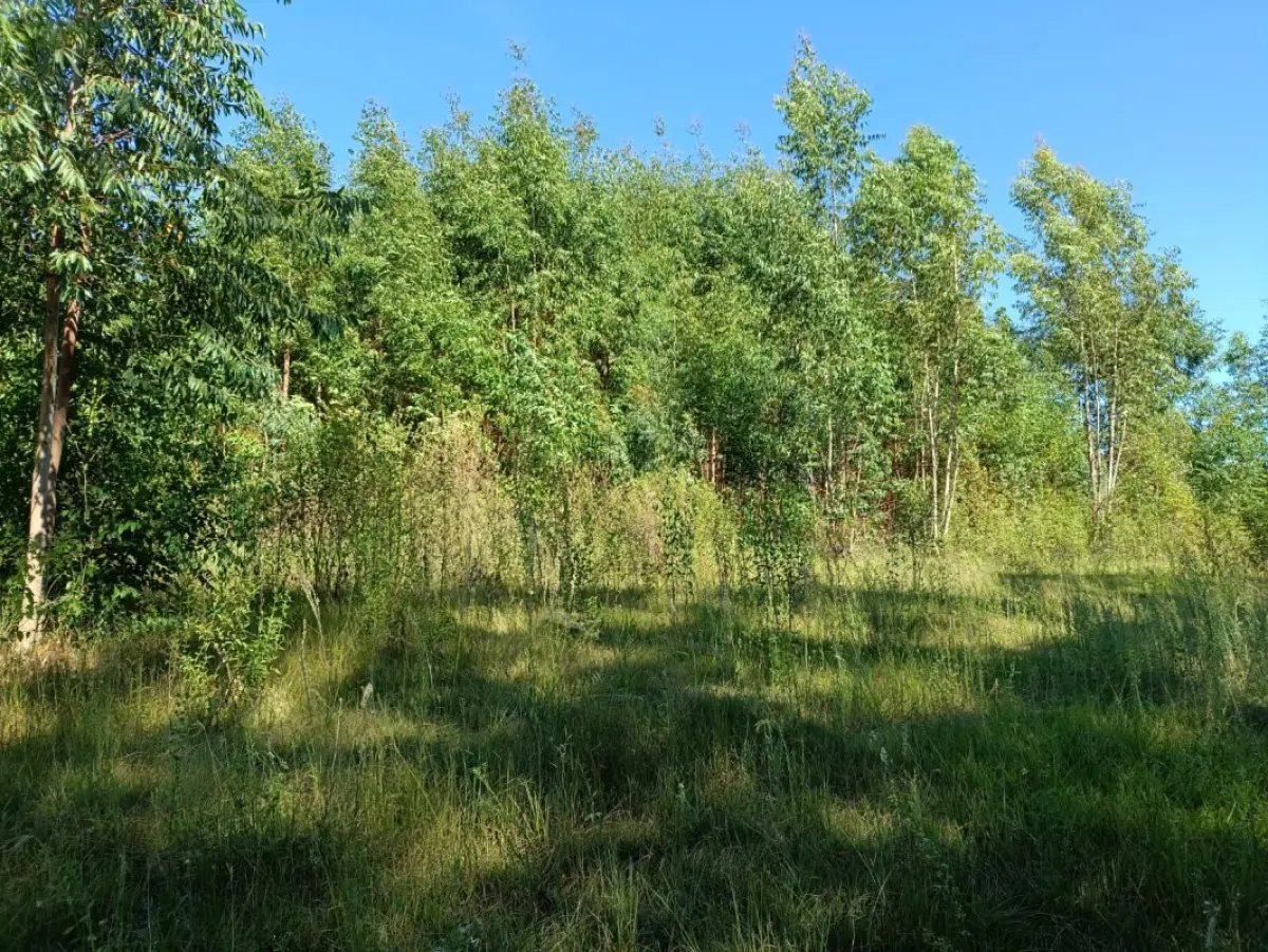 LOTE 001 - Uma fração ideal de 0,8228ha, ou seja, 8.228m² de propriedade de Renato Pivetta (R.9), no município de Formigueiro, lugar denominado Colonia da Arroeira, com a área superficial de 14ha81a04ca. Matriculada sob n°330 do CRI de São Sepé/RS. Coproprietários: Valdiocir José Pivetta, Alderi Batista Pivetta, Lourdes Leoniz Pivetta Martins.