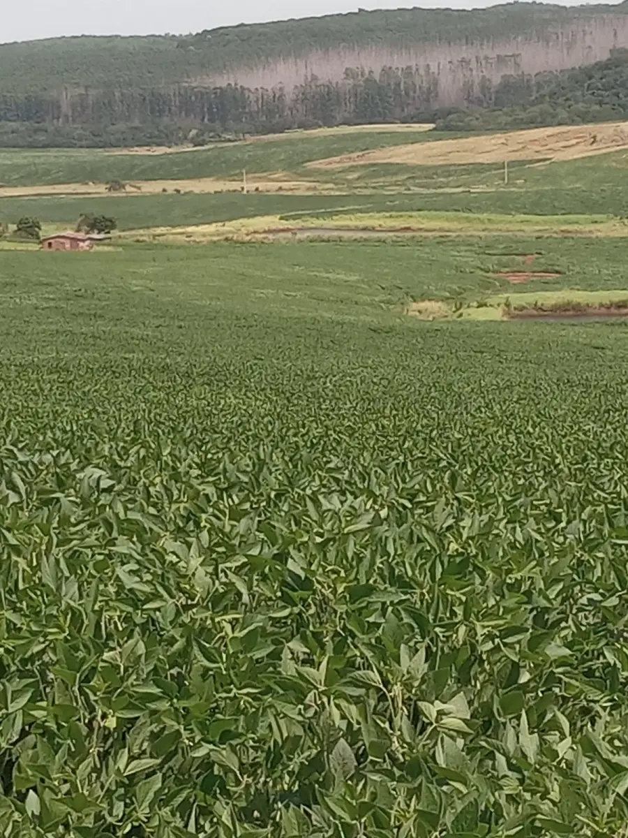 LOTE 001 - Uma fração de campo com a área total de 15,5625ha, situada na localidade de Chapadão, Carneirinho no município de Unistalda/RS. Matriculado sob n° 49.482 do CRI de Santiago/RS. Conforme a avaliação, a propriedade fica 2,5 Km da BR 287, Distrito Carneirinho (entra na casa velha, estrada de chão, à esquerda, sentido Santiago/São Borja). Terras de plantações, nos 15,5625 ha fica a casa de moradia da propriedade (casa de material, sem reboco, com seis peças), uma barragem recém construída 120x100m e uma lavoura de soja.