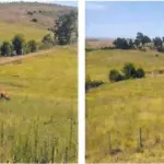 50,4471HA DENTRO DO IMÓVEL DE MATRÍCULA Nº 30.019 DO REGISTRO DE IMÓVEIS DE ALEGRETE, NO LUGAR DENOMINADO CATIMBAU, FAZENDA TRÊS CERROS, COM ÁREA SUPERFICIAL DE 100,8942HA, CONFRONTANDO-SE: AO NORTE, COM RIBERTO VILAVERDE SOUTO E SORMANI VILAVERDE SOUTO (FAZENDA TRÊS CERROS) E FRANCISCO FERNANDO FLORES BOTTARO (ESTÂNCIA SÃO DIOGO); AO SUL, COM MARCOS DUARTE PRATES (AGROPECUÁRIA STA. RITA) E RUBEM RONALDO MENEZES PINHO; AO LESTE, COM RIBERTO VILAVERDE SOUTO E SORMANI VILAVERDE SOUTO (FAZENDA TRÊS CERROS), ODILA CAMPOS DE ABREU (SÃO JUDAS TADEU) E RUBEM RONALDO MENEZES PINHO; E, AO OESTE, COM FRANCISCO FERNANDO FLORES BOTTARO (ESTÂNCIA SÃO DIOGO) E A RIBERTO VILAVERDE SOUTO E SORMANI VILAVERDE SOUTO (FAZENDA TRÊS CERROS). MATRICULADO SOB N° 30.019 DO CRI DE ALEGRETE/RS.