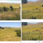 50,4471HA DENTRO DO IMÓVEL DE MATRÍCULA Nº 30.019 DO REGISTRO DE IMÓVEIS DE ALEGRETE, NO LUGAR DENOMINADO CATIMBAU, FAZENDA TRÊS CERROS, COM ÁREA SUPERFICIAL DE 100,8942HA, CONFRONTANDO-SE: AO NORTE, COM RIBERTO VILAVERDE SOUTO E SORMANI VILAVERDE SOUTO (FAZENDA TRÊS CERROS) E FRANCISCO FERNANDO FLORES BOTTARO (ESTÂNCIA SÃO DIOGO); AO SUL, COM MARCOS DUARTE PRATES (AGROPECUÁRIA STA. RITA) E RUBEM RONALDO MENEZES PINHO; AO LESTE, COM RIBERTO VILAVERDE SOUTO E SORMANI VILAVERDE SOUTO (FAZENDA TRÊS CERROS), ODILA CAMPOS DE ABREU (SÃO JUDAS TADEU) E RUBEM RONALDO MENEZES PINHO; E, AO OESTE, COM FRANCISCO FERNANDO FLORES BOTTARO (ESTÂNCIA SÃO DIOGO) E A RIBERTO VILAVERDE SOUTO E SORMANI VILAVERDE SOUTO (FAZENDA TRÊS CERROS). MATRICULADO SOB N° 30.019 DO CRI DE ALEGRETE/RS.