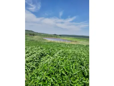 LOTE 001 - Uma fração de campo com a área total de 15,5625ha, situada na localidade de Chapadão, Carneirinho no município de Unistalda/RS. Matriculado sob n° 49.482 do CRI de Santiago/RS. Conforme a avaliação, a propriedade fica 2,5 Km da BR 287, Distrito Carneirinho (entra na casa velha, estrada de chão, à esquerda, sentido Santiago/São Borja). Terras de plantações, nos 15,5625 ha fica a casa de moradia da propriedade (casa de material, sem reboco, com seis peças), uma barragem recém construída 120x100m e uma lavoura de soja.