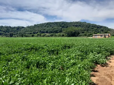 LOTE 001 - Uma fração de campo com a área total de 15,5625ha, situada na localidade de Chapadão, Carneirinho no município de Unistalda/RS. Matriculado sob n° 49.482 do CRI de Santiago/RS. Conforme a avaliação, a propriedade fica 2,5 Km da BR 287, Distrito Carneirinho (entra na casa velha, estrada de chão, à esquerda, sentido Santiago/São Borja). Terras de plantações, nos 15,5625 ha fica a casa de moradia da propriedade (casa de material, sem reboco, com seis peças), uma barragem recém construída 120x100m e uma lavoura de soja.