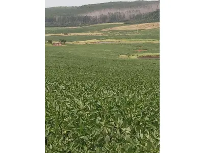 LOTE 001 - Uma fração de campo com a área total de 15,5625ha, situada na localidade de Chapadão, Carneirinho no município de Unistalda/RS. Matriculado sob n° 49.482 do CRI de Santiago/RS. Conforme a avaliação, a propriedade fica 2,5 Km da BR 287, Distrito Carneirinho (entra na casa velha, estrada de chão, à esquerda, sentido Santiago/São Borja). Terras de plantações, nos 15,5625 ha fica a casa de moradia da propriedade (casa de material, sem reboco, com seis peças), uma barragem recém construída 120x100m e uma lavoura de soja.