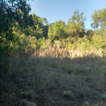 LOTE 001 - Uma fração ideal de 15 hectares dentro de uma área maior de 40 hectares, situada no 1º Distrito do município de São Francisco de Assis/RS, lugar denominado ‘’Esquina Gioda’’. Matriculado sob n°14.179 do CRI de São Francisco de Assis/RS.